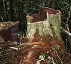 Trafic de bois de rose: la Cites ne prend pas de sanction envers Madagascar