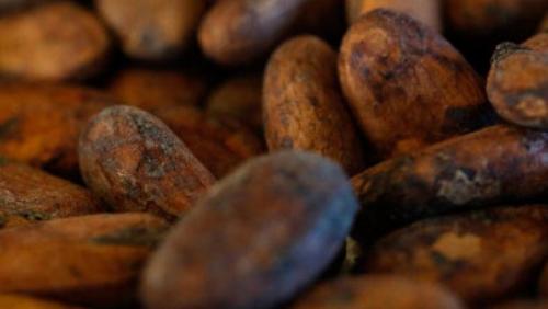  Les chocolats de Madagascar d&eacute;gust&eacute;s en Europe ou aux Etats-Unis