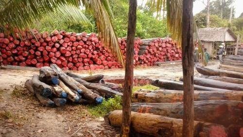Bois de rose de Madagascar: la soci&eacute;t&eacute; civile &agrave; cor et &agrave; cri pour pr&eacute;server un hotspot de la biodiversit&eacute;