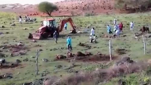 Madagascar : la menace de la fi&egrave;vre aphteuse plane