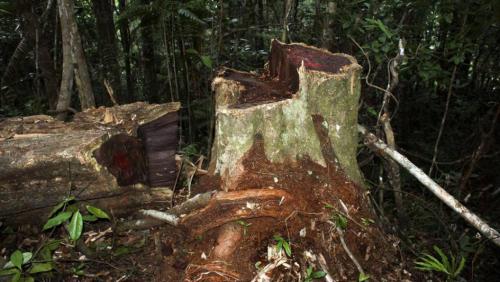 Trafic de bois de rose: la Cites ne prend pas de sanction envers Madagascar