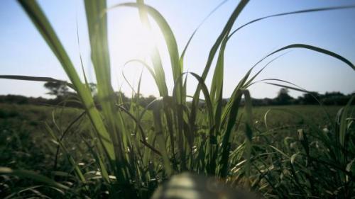 Madagascar : Nosy Be retrouve son usine de sucre