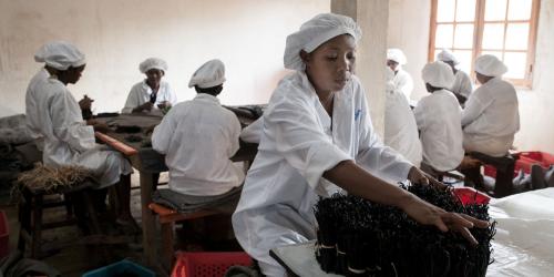 Vanille de Madagascar, le go&ucirc;t amer de la sp&eacute;culation