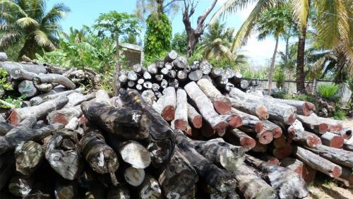 Madagascar: un rapport alarmant sur le pillage des ressources naturelles