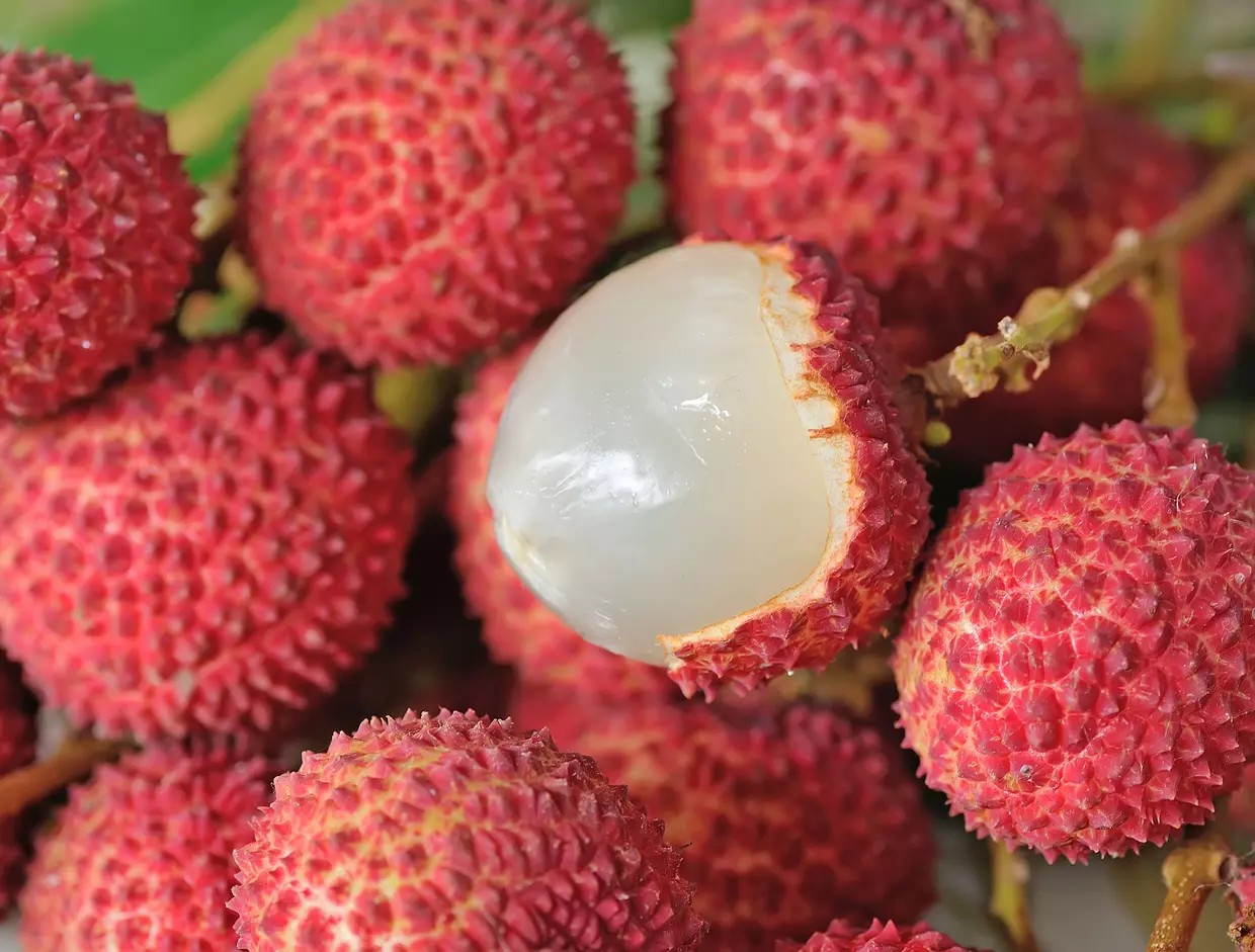 La campagne du litchi &agrave; Madagascar